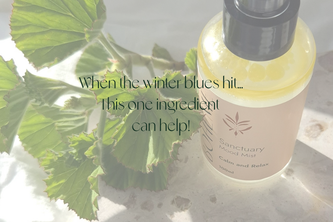 The healing power of rose in the heart of winter